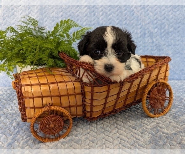 Medium Photo #6 Havanese Puppy For Sale in POST FALLS, ID, USA