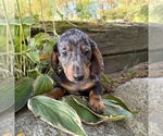 Image preview for Ad Listing. Nickname: Theo