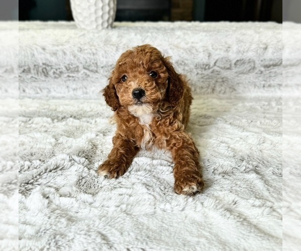 Medium Photo #1 Goldendoodle (Miniature) Puppy For Sale in GREENWOOD, IN, USA