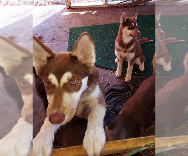Medium Photo #1 Siberian Husky Puppy For Sale in OCHLOCKNEE, GA, USA