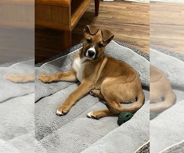 Medium Photo #3 Boxer-Unknown Mix Puppy For Sale in Salt Lake City, UT, USA