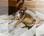 Small #2 Boxer Mix