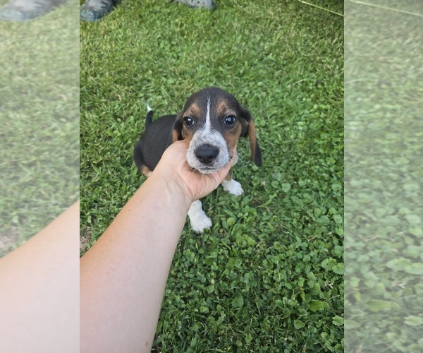 Medium Photo #1 Beagle Puppy For Sale in WESTFIELD, MA, USA