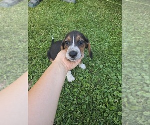 Beagle Puppy for sale in WESTFIELD, MA, USA