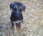 Small Photo #1 German Shepherd Dog Puppy For Sale in DRURY, MO, USA