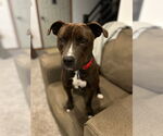 Small #3 American Pit Bull Terrier Mix