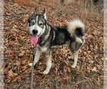 Small Photo #8 Siberian Husky-Unknown Mix Puppy For Sale in Rustburg, VA, USA