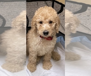 Poodle (Standard) Puppy for sale in DOOLIE, NC, USA
