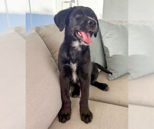 Medium Photo #2 Poodle (Standard)-Unknown Mix Puppy For Sale in Corona, CA, USA