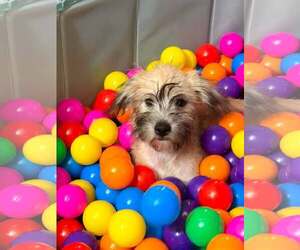 Chi-Poo (Standart) Dogs for adoption in Visalia, CA, USA