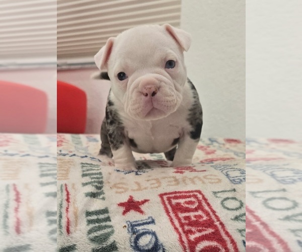 Medium Photo #1 American Bully Puppy For Sale in NORTH PORT, FL, USA