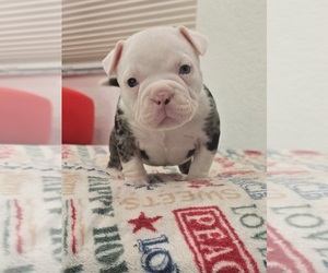 American Bully Puppy for sale in NORTH PORT, FL, USA
