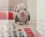 Image preview for Ad Listing. Nickname: Cookie