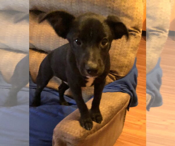 Medium Photo #2 Labrador Retriever Puppy For Sale in Yardley, PA, USA