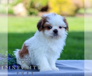 Shih Tzu Puppy for sale in GORDONVILLE, PA, USA