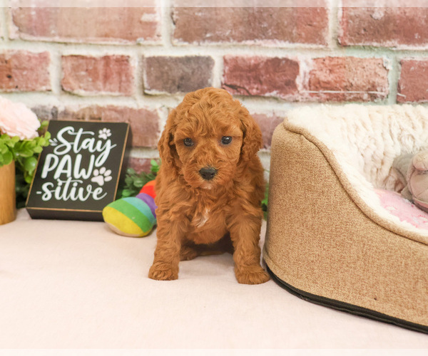 Medium Photo #4 Cavapoo (Miniature) Puppy For Sale in SYRACUSE, IN, USA