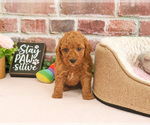 Small #3 Cavapoo (Miniature)