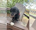 Puppy Red Gollie