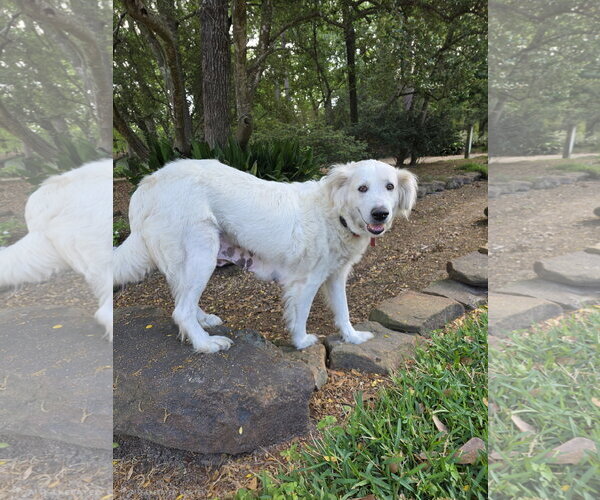 Medium Photo #3 Great Pyrenees Puppy For Sale in Spring, TX, USA