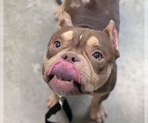Medium American Pit Bull Terrier