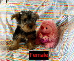 Yorkshire Terrier Puppy for sale in AMSTERDAM, MO, USA