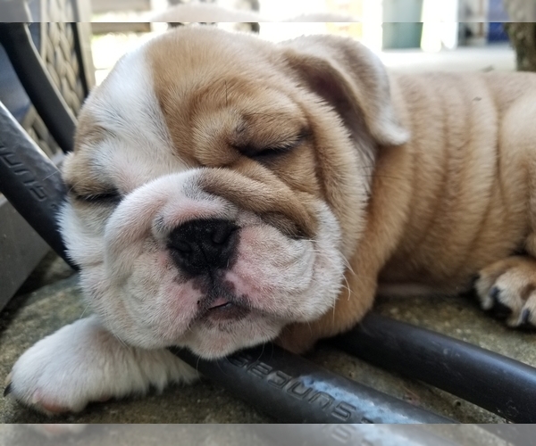Medium Photo #13 English Bulldog Puppy For Sale in COTTLEVILLE, MO, USA