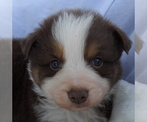 Australian Shepherd Puppy for sale in JEROMESVILLE, OH, USA