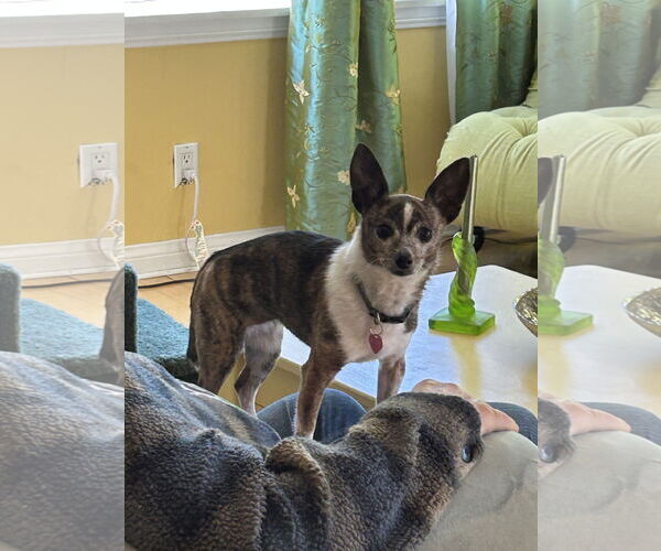 Medium Photo #3 Taco Terrier Puppy For Sale in Marina Del Rey, CA, USA