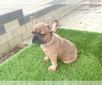 Small #6 French Bulldog