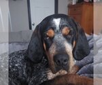 Small Photo #14 Coonhound-Unknown Mix Puppy For Sale in Princeton, MN, USA