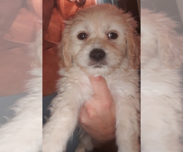Medium Photo #2 Mal-Shi Puppy For Sale in SALEM, NH, USA