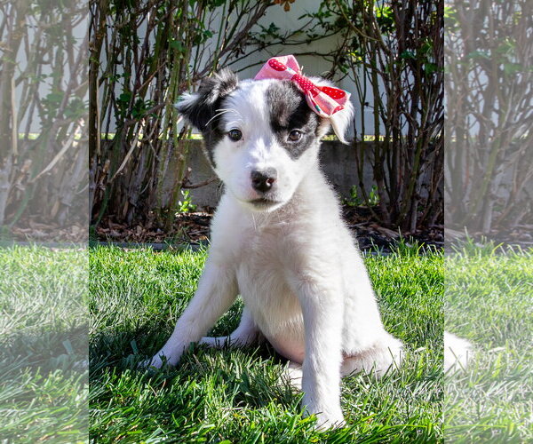 Medium Photo #1 Borador Puppy For Sale in Sandy, UT, USA