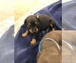 Small Photo #22 Doberman Pinscher Puppy For Sale in MACUNGIE, PA, USA