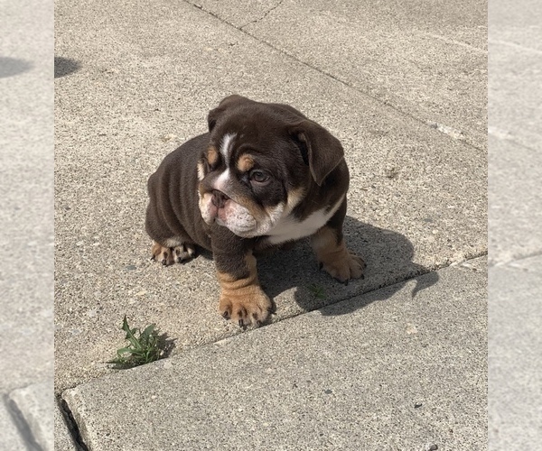 Medium Photo #7 English Bulldog Puppy For Sale in DAYTON, OH, USA