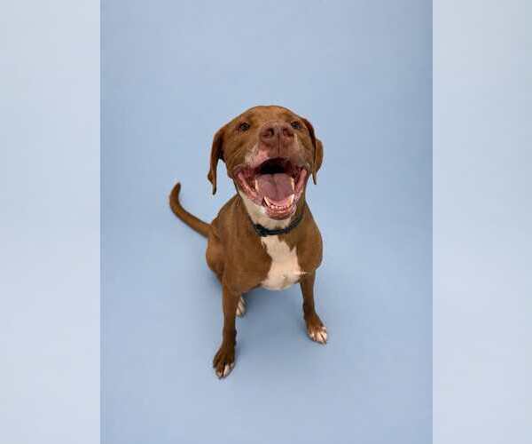 Medium Photo #7 Mutt Puppy For Sale in Sandy, UT, USA