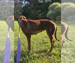 Small #8 Doberman Pinscher-Great Dane Mix