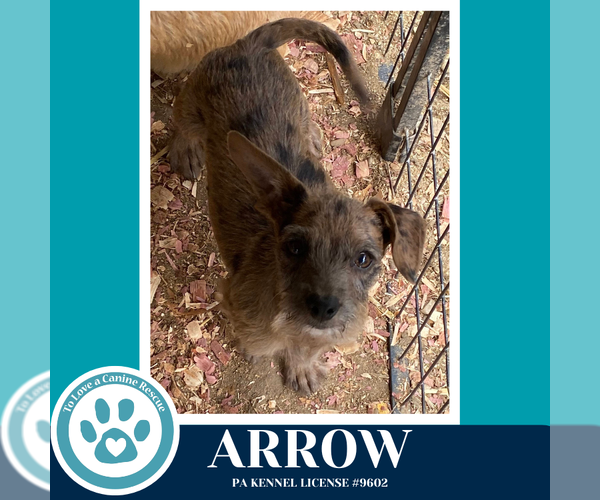 Medium Photo #3 Dachshund-Unknown Mix Puppy For Sale in Kimberton, PA, USA