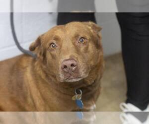Brayden (Brownie) - Female Chow Chow-Unknown Mix Dog for Adoption - Photo #3