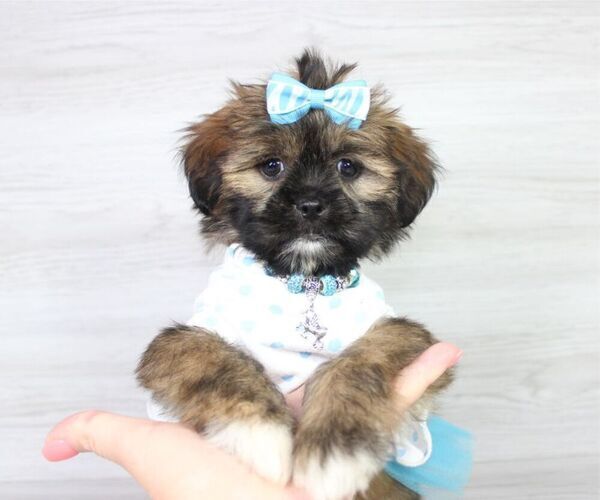 Medium Photo #4 Zuchon Puppy For Sale in LAS VEGAS, NV, USA