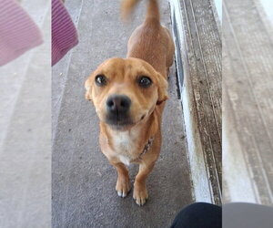 Chihuahua Dogs for adoption in Stockton, CA, USA