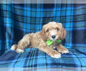 Cavapoo Puppy for Sale in LAKELAND, Florida USA