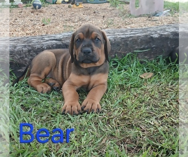 Medium Photo #2 Mastiff Puppy For Sale in BRANTLEY, AL, USA