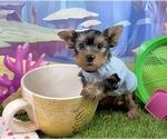 Small #3 Yorkshire Terrier