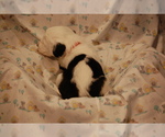 Small Photo #2 Sheepadoodle Puppy For Sale in CENTENNIAL, CO, USA