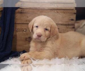 Labradoodle Puppy for sale in MORRILL, KS, USA