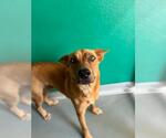 Small German Shepherd Dog Mix