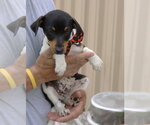 Small #3 Rat Terrier