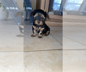 Scorkie Puppy for sale in SURPRISE, AZ, USA
