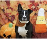 SEMPER - Male Gerberian Shepsky Dog for Adoption - Small photo