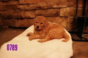 Goldendoodle Puppy for sale in BRIGHTON, MO, USA